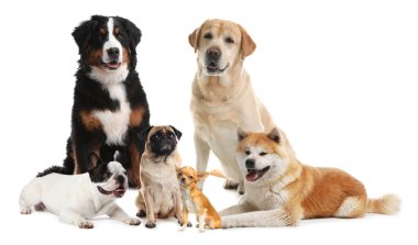 Beyaz arka planda farklı köpek türleri