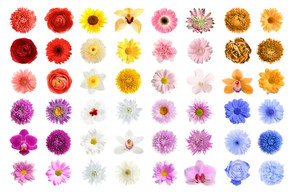 Set Med Olika Vackra Blommor Vit Bakgrund — Stockfoto