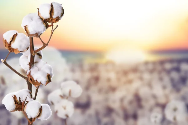 Vackra Fluffiga Bomullsblommor Och Suddig Bild Fältet Bakgrunden Utrymme För — Stockfoto