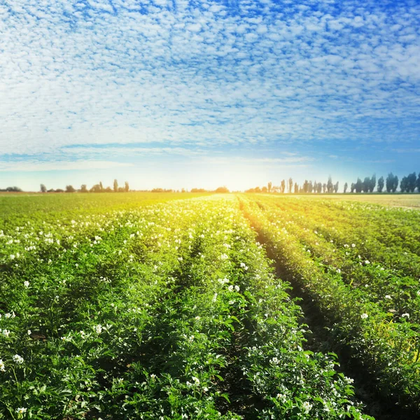 Pittoresk Uitzicht Bloeiende Aardappelveld Tegen Blauwe Lucht Met Wolken Zonnige — Stockfoto