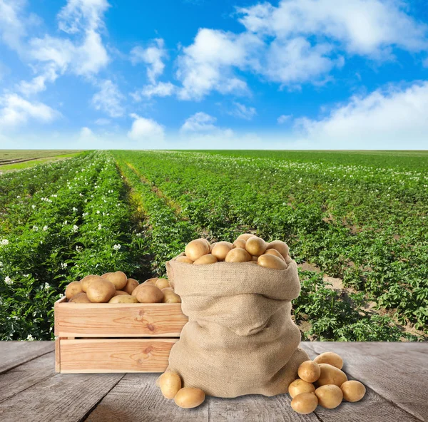 Krat Zak Verse Rauwe Aardappelen Houten Ondergrond Het Veld — Stockfoto