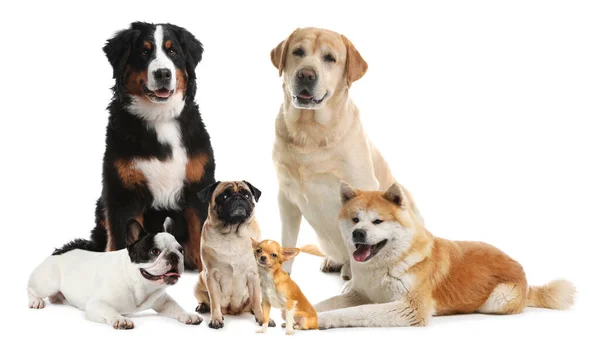 Different Breeds Dogs White Background — Stock Photo, Image