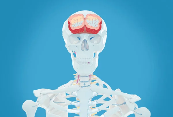 Konstgjorda Mänskliga Skelett Modell Ljusblå Bakgrund Medicinsk Undersökning Hjärnan — Stockfoto