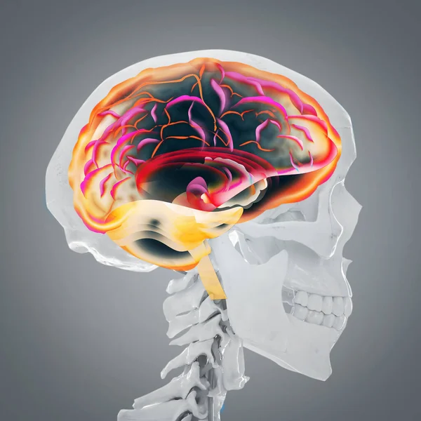 Штучний Скелет Людини Сірому Фоні Медичне Сканування Мозку — стокове фото