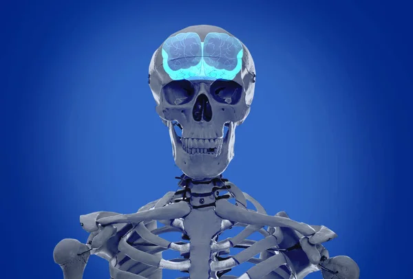 蓝色背景的人造人体骨骼模型 脑的医学扫描 — 图库照片