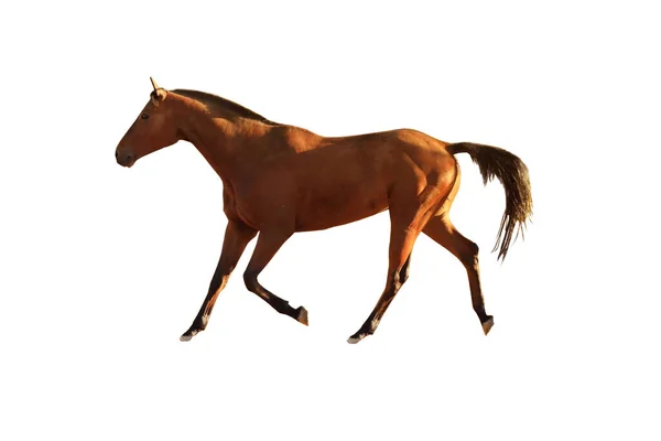 Kaštanový Kůň Bílém Pozadí Krásné Zvíře — Stock fotografie