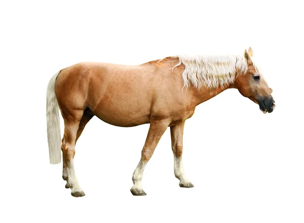 Palomino Horse White Background Beautiful Pet — Stock Photo, Image