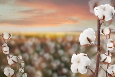 Güzel pofuduk pamuk çiçekler ve arka plandaki bulanık manzara, metin için boşluk 