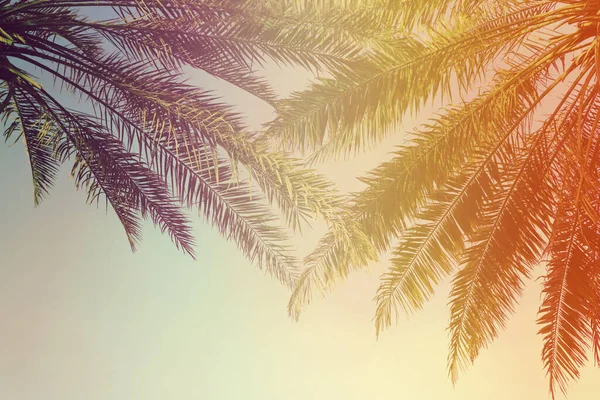 Schöne Tropische Palmen Freien Rosa Getönt — Stockfoto