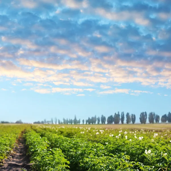 Pittoresk Uitzicht Bloeiend Aardappelveld Bewolkte Lucht Biologische Landbouw — Stockfoto