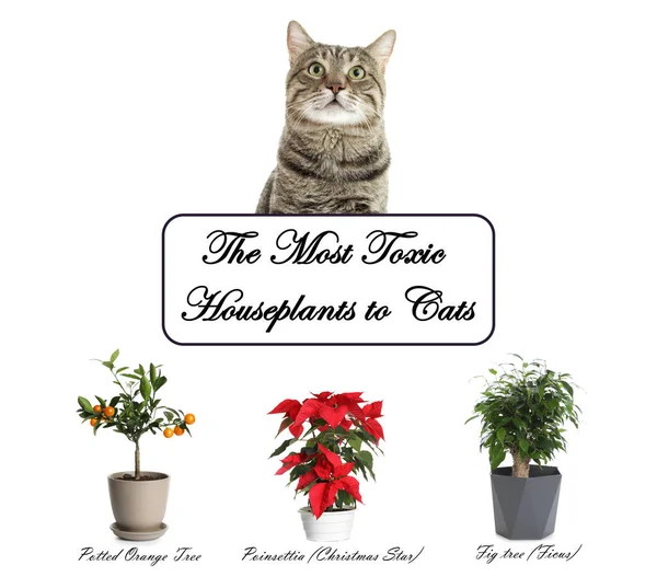 Σύνολο Φυτών Σπίτι Δηλητηριώδη Για Γάτες Και Γατάκια Λευκό Φόντο — Φωτογραφία Αρχείου
