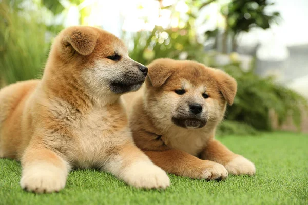 屋外の緑の芝生の上でかわいい秋田犬子犬 赤ちゃん動物 — ストック写真