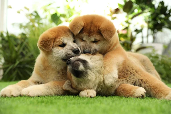 Lindos Cachorros Akita Inu Hierba Verde Aire Libre Bebé Animales — Foto de Stock