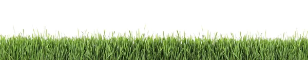 Fresh Green Grass White Background Banner Design Spring Season — Stock Photo, Image