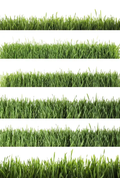 Collage Hierba Verde Fresca Sobre Fondo Blanco Temporada Primavera —  Fotos de Stock