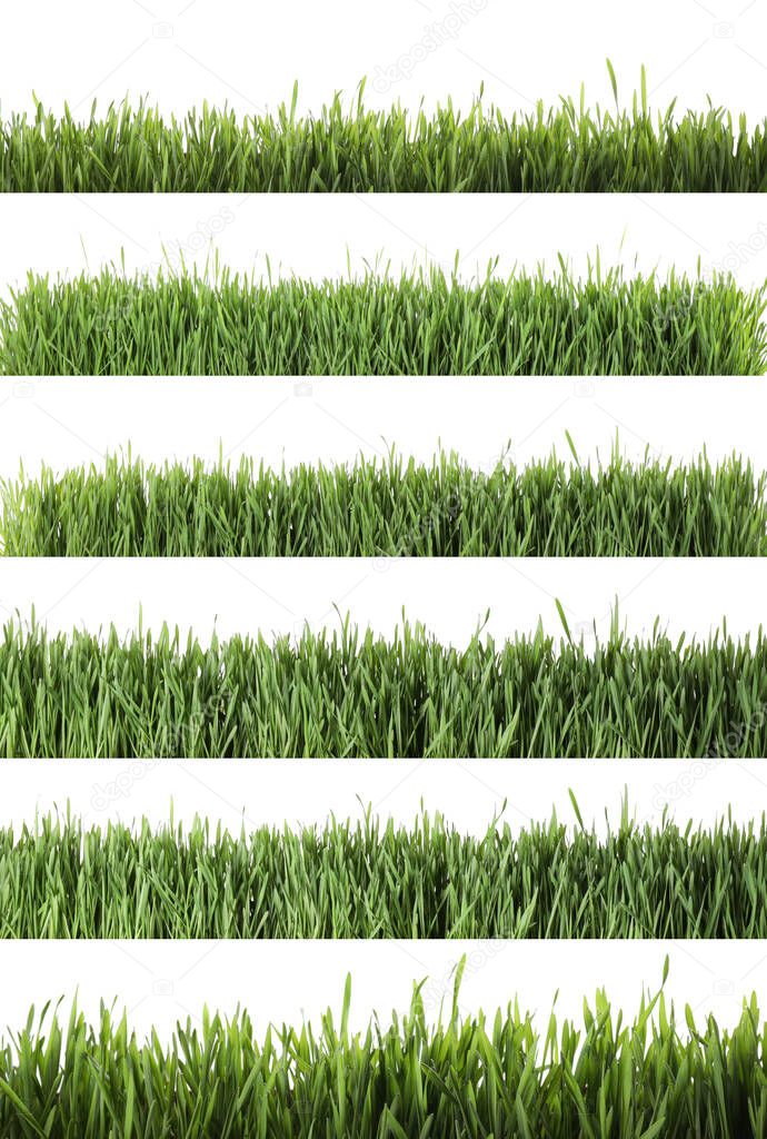 Collage of fresh green grass on white background. Spring season