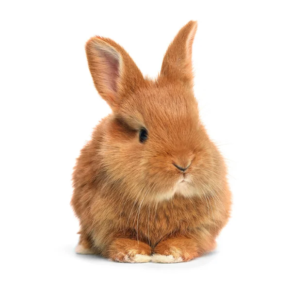 白色背景上可爱的绒毛复活节兔子 — 图库照片