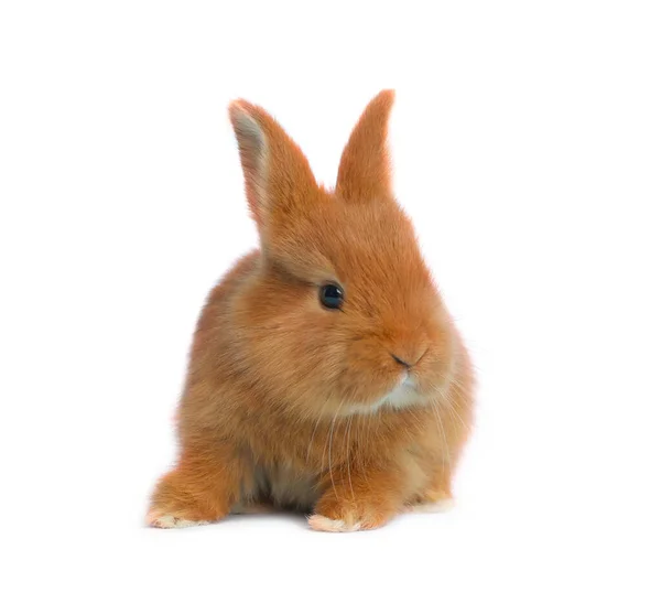 Adorable Conejito Pascua Esponjoso Sobre Fondo Blanco —  Fotos de Stock