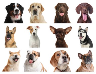 Beyaz arka planda farklı köpek grupları