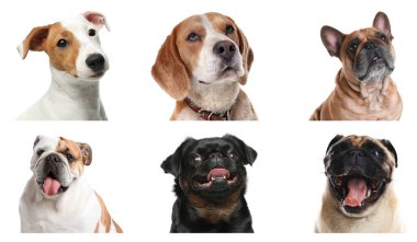 Beyaz arka planda farklı köpek grupları