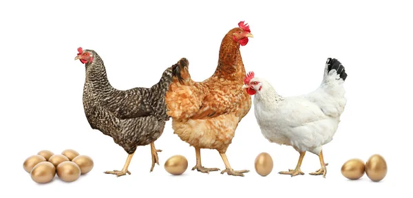 Csirkék Aranytojások Fehér Alapon — Stock Fotó