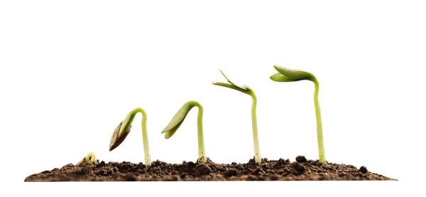 Stages Growing Seedling Soil White Background — Stock Photo, Image