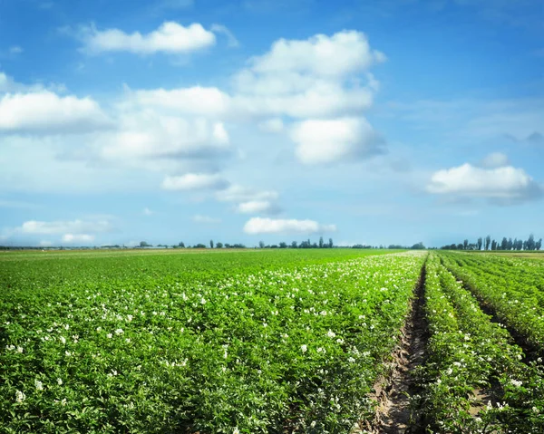 Pittoresk Uitzicht Bloeiende Aardappelveld Tegen Blauwe Lucht Met Pluizige Wolken — Stockfoto