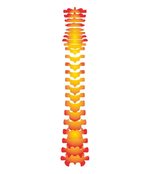 배경에 인간의 척추를 — 스톡 사진