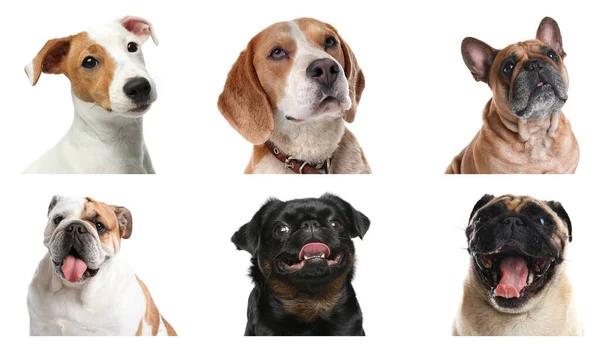 Set Perros Diferentes Sobre Fondo Blanco — Foto de Stock