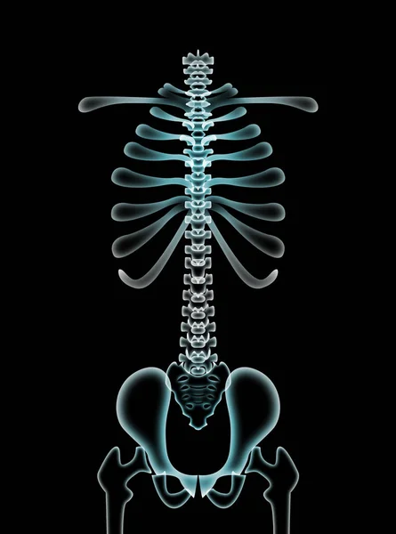 Ilustração Coluna Vertebral Humana Sobre Fundo Preto — Fotografia de Stock