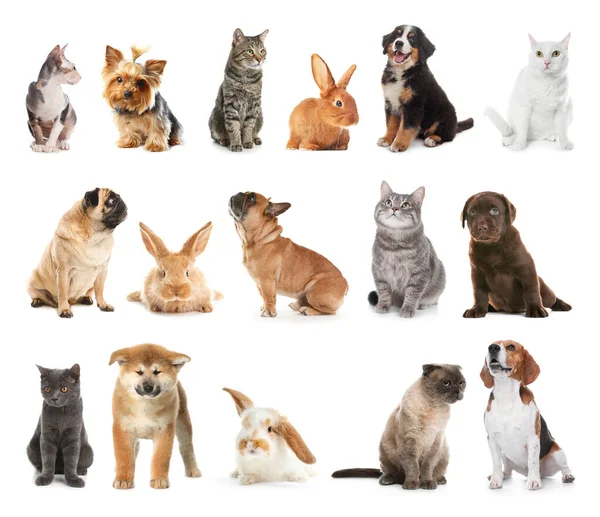 Set Diferentes Mascotas Sobre Fondo Blanco — Foto de Stock