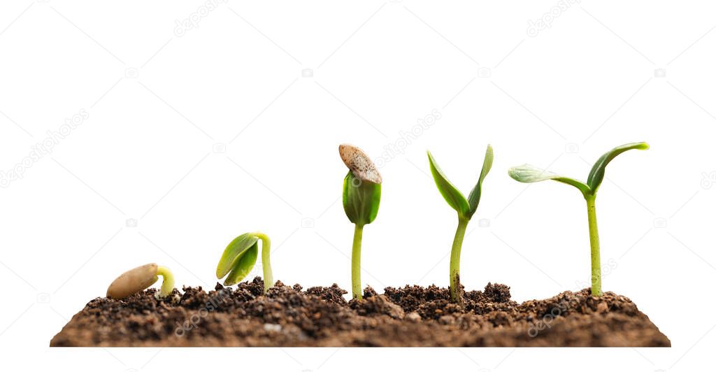 Stages of growing seedling in soil on white background