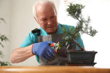 İçeride Japon bonsai bitkileriyle ilgilenen kıdemli bir adam. Evde zen atmosferi oluşturuluyor