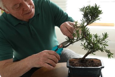 İçeride Japon bonsai bitkileriyle ilgilenen kıdemli bir adam. Evde zen atmosferi oluşturuluyor