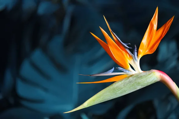 Pták Ráj Tropické Květiny Rozmazaném Pozadí Detailní Záběr Mezera Pro — Stock fotografie