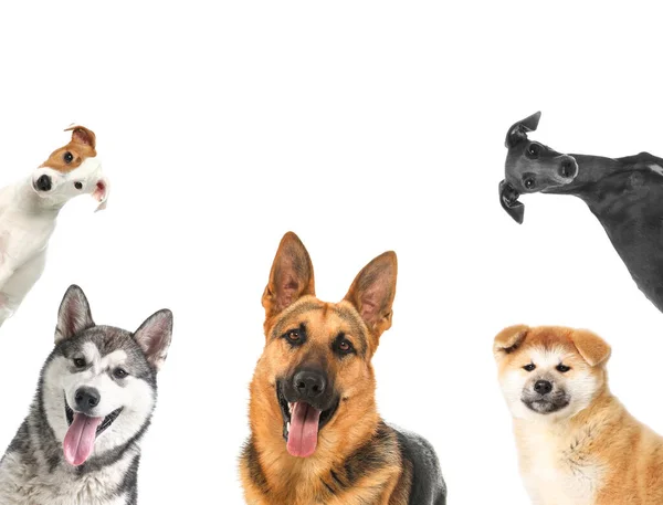 Set Different Cute Dogs White Background Adorable Pets — Stock Photo, Image