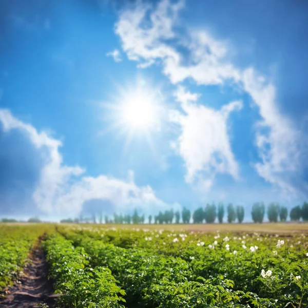 Pittoresk Uitzicht Bloeiend Aardappelveld Tegen Blauwe Lucht Met Pluizige Wolken — Stockfoto