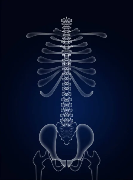 深蓝色背景下的人类脊椎图解 — 图库照片