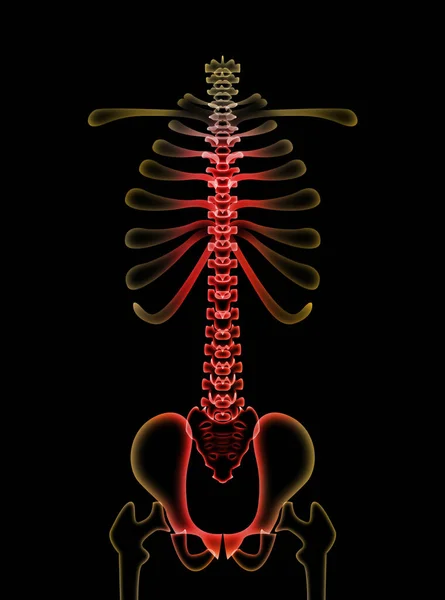 黑色背景下的人类脊椎图解 — 图库照片