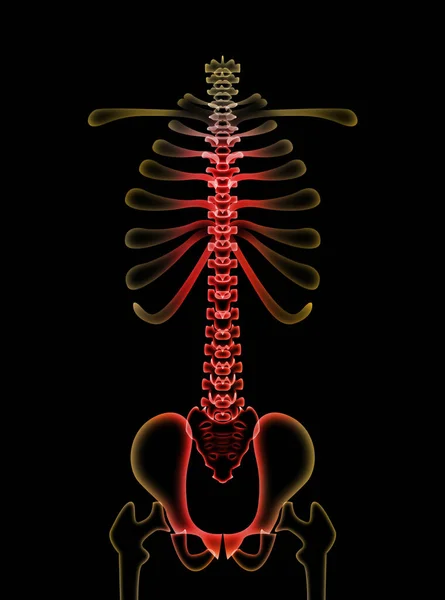 Ilustración Columna Vertebral Humana Sobre Fondo Negro —  Fotos de Stock