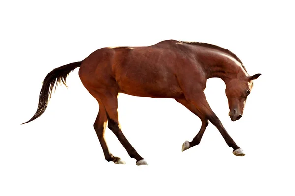 Chestnut Horse White Background Beautiful Pet — Stock Photo, Image