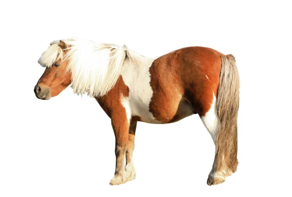 Prachtige Pony Witte Achtergrond Paardenpaard — Stockfoto