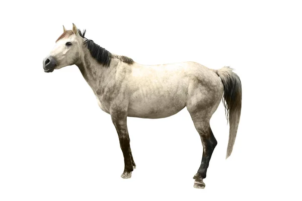 Grey Horse White Background Beautiful Pet — Stock Photo, Image