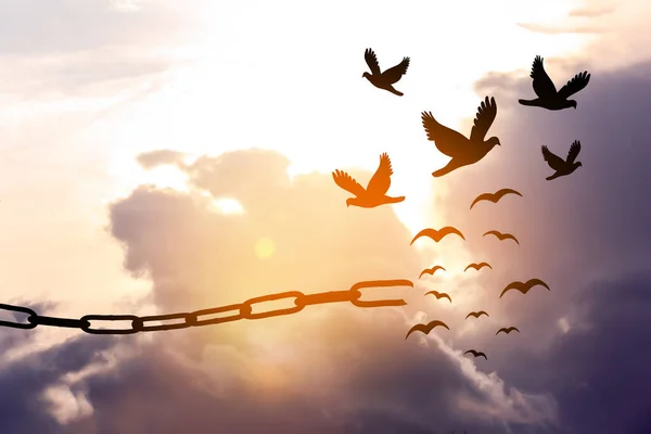 Özgürlük Kavramı Kırık Zincir Siluetleri Gökyüzünde Uçan Kuşlar — Stok fotoğraf