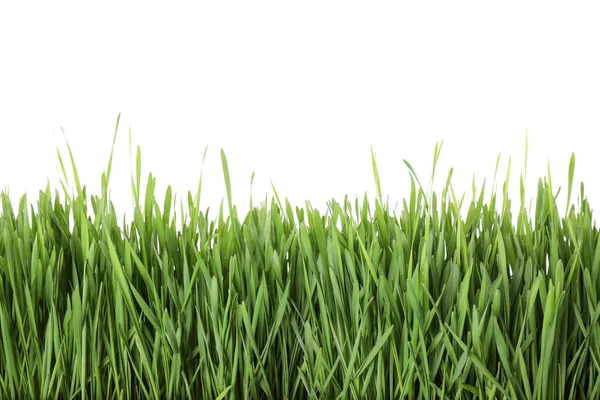 Fresh Green Grass White Background Spring Season Stock Image