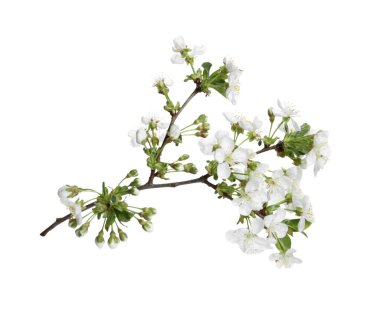Çiçekli ağaç dalı beyazda izole edilmiş. Bahar mevsimi