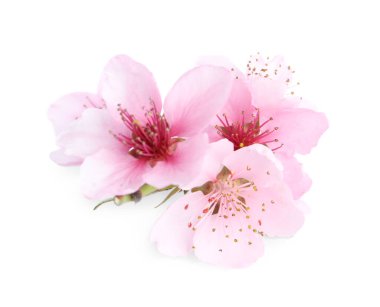 Beyaz renkte güzel bir ağaç tomurcuğu. Bahar mevsimi