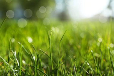 Güneşli bir günde yemyeşil çimenler, yakın çekim.