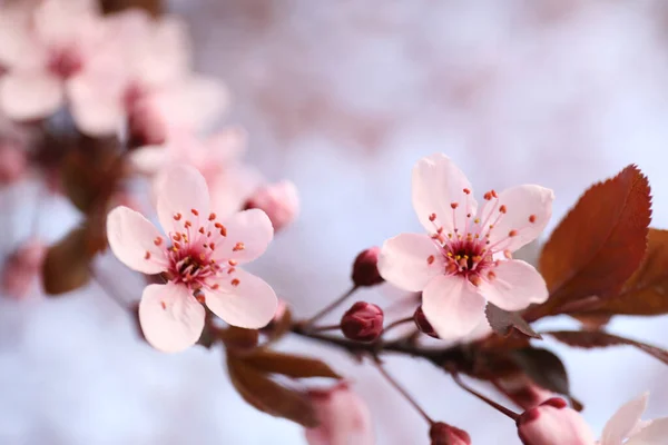 Közelkép Virágzó Szabadban Tavaszi Napon — Stock Fotó