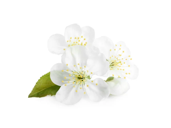 Bela Flor Árvore Isolada Branco Temporada Primavera — Fotografia de Stock